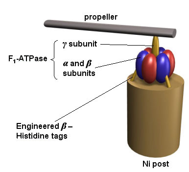 ATPase used as a motor