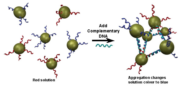 Spontaneous aggregation (self-assembly) of gold nanoparticles in solution