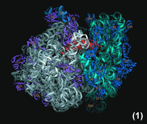 A complex biological structure: a ribosome
